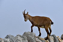 Alpine Ibex (Capra ibex) on rocks, Creux du Van, Neuchatel, Switzerland, September