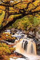 RF - Rogie Falls and autumn woodland with Common oak or Pedunculate oak (Quercus robur). Caledonian forest, Reilig Glen, Scottish Highlands. Scotland. October. (This image may be licensed either as ri...