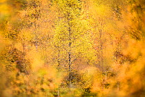 Downy birch (Betula pubescens) changing to autumn colours. Caledonian pine forest, Glen Affric, Scottish Highlands. Scotland. October.