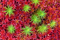 Hair-capped moss (Polytrichum sp.) growing in sphagnum. Caledonian pine forest, Glen Strathfarrar, Scottish Highlands. Scotland. October.