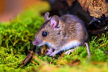Wood mouse (Apodemus sylvaticus) Aigas Field Centre, near Inverness, Scotland.