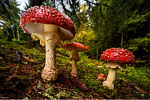 Cluster of Fly agaric mushrooms / fungi (Amanita muscaria) growing in coniferous woodland near Inverness, Scottish Highlands. Scotland, UK, October.