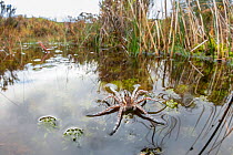 Raft spider (Dolomedes fimbriatus) female on small moorland pond. Caledonian pine forest, Glen Strathfarrar, Scottish Highlands. Scotland. October.