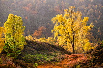Downy birch (Betula pubescens) changing to autumn colours. Caledonian pine forest, Glen Strathfarrar, Scottish Highlands. Scotland. October.