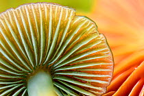 Gills of parrot waxcap mushroom / fungi (Gliophorus psittacinus) and scarlet waxcap or scarlet hood mushroom / fungi (Hygrocybe coccinea) in the background. From deciduous woodland near Inverness, Sco...