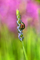 Rosemary beetle (Chrysolina americana) feeding on Lavender (Lavandula angustifolia) in garden Cheshire, UK, June.
