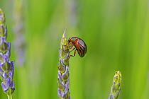 Rosemary beetle (Chrysolina americana) feeding on Lavender (Lavandula angustifolia) in garden Cheshire, UK, June.