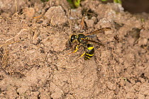 Solitary wasp (Ancistrocerus nigricornis) gathering mud in garden for nest building, Cheshire, UK, May.