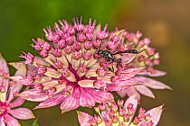 Parasitic wasp (Gasteruption assectator) feeding on Astrantia flower in garden, Cheshire, UK, June.