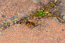 Polymorphic sweat bee (Halictus rubicundus) emerged from nest hole dug between block paving stones in path at house, Cheshire, UK, April.