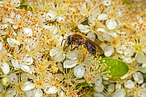 Early mining bee (Andrena haemorrhoa) feeding on Pyracantha flowers in garden, Cheshire, UK, May.