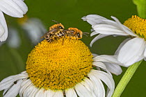 Colletes bees (Colletes daviesanus) mating on Ox-eye daisy (Leucoanthemum vulgare) in garden Cheshire, UK, June.