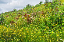 Wildflowers in Port Sunlight River Park a site reclaimed / transformed from a landfill site for household and industrial waste. the landfill gas was converted into electricity, Wirral, Merseyside, UK....