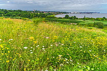 Wildflowers in Port Sunlight River Park a site reclaimed / transformed from a landfill site for houshold and industrial waste. Wirral, Merseyside, UKJuly 2020