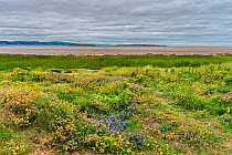 Wildflowers on banks of the Dee Estuary with Hilbre Island and North Wales hills in the background near Hoylake, Wirral, UK, August 2020