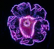 Gladiolus sp. flower. Photograph taken with the Kirlian technique, a technique which allows imaging of electrical coronal discharge.