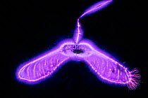 Norway maple (Acer platanoides) seed. Photograph taken with the Kirlian technique, a technique which allows imaging of electrical coronal discharge.