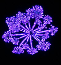 Wild angelica (Angelica sylvestris) Photograph taken with the Kirlian technique, a technique which allows imaging of electrical coronal discharge.