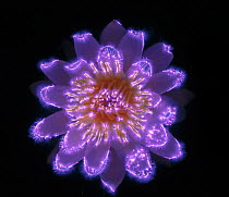 White waterlily (Nymphaea alba) Photograph taken with the Kirlian technique, a technique which allows imaging of electrical coronal discharge.