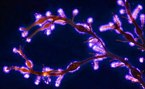 Brown algae (Pelevetia canaliculata) Photograph taken with the Kirlian technique, a technique which allows imaging of electrical coronal discharge.