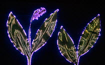 Lily of the valley (Convallaria majalis) flowers and leaves. Photograph taken with the Kirlian technique, a technique which allows imaging of electrical coronal discharge.