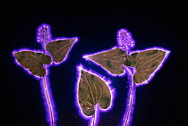 May lily (Maianthemum bifolium) leaves. Photograph taken with the Kirlian technique, a technique which allows imaging of electrical coronal discharge.