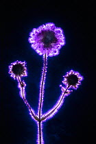 Devil&#39;s bit scabious (Succisa pratensis). Photography taken with the Kirlian technique, a technique which allows imaging of electrical coronal discharge.