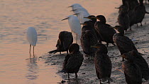 Double-crested cormorants (Phalacrocorax auritus) and Snowy egrets (Egretta thula) gathering at evening roost site, Bolsa Chica Ecological Reserve, Southern California, USA, January.