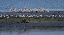 Group of American white pelicans (Pelecanus erythrorhynchos) roosting on a mud flat, Royal terns (Thalasseus maximus) in foreground, Bolsa Chica Ecological Reserve, Southern California, USA, March.