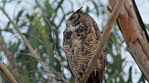 Great horned owl (Bubo virginianus) perched in Eucalyptus tree ruffles its feathers, Bolsa Chica Ecological Reserve, Southern California, USA, May.