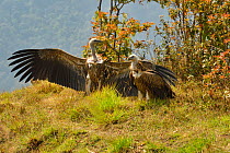 Himalayan griffon vulture (Gyps himalayensis) spreading wings, south of Annapurna mountains, Nepal