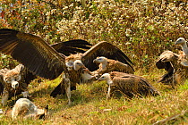 Himalayan griffon vulture (Gyps himalayensis) fighting over goat carcass. South of Annapurna mountains, Nepal