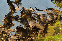 Himalayan griffon vulture (Gyps himalayensis) taking flight from carcass, after being disturbed by Jackal. South of Annapurna mountains, Nepal
