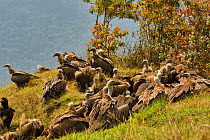 Himalayan griffon vulture (Gyps himalayensis) flock, south of Annapurna mountains, Nepal