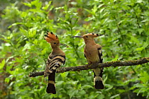 Hoopoe (Upupa epops) male just after accepting food from female beside nest hole. Herault, France