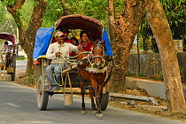 Horse drawn taxi, Sauraha village, Chitwan, Nepal. March 2019.