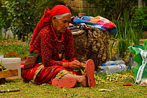 Woman sitting on ground podding peas near Pokhara, Nepal. March 2019.