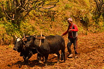 Village farmer ploughing terraced meadow, with two oxen and wooden plough. Astam, near Pokhara, Nepal, March 2019.