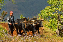 Village farmer ploughing terraced meadow, with two oxen and wooden plough. Astam, near Pokhara, Nepal March 2019.