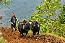 Village farmer ploughing terraced meadow, with two oxen, wooden plough and bare feet. near Pokhara, Nepal March 2019.