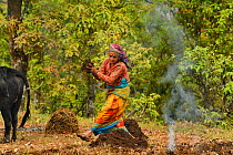 Village woman scattering manure by hand, in terraced meadow, Astam, near Pokhara, Nepal March 2019. March 2019.
