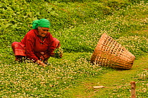 Village woman collecting white clover to feed to oxen, Astam, near Pokhara, Nepal March 2019.