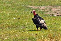 King vulture (Sarcogyps calvus) just outside Chitwan National Park, Nepal