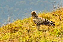 Steppe eagle (Aquila nipalensis) juvenile, South of Annapurna Mountains, Nepal