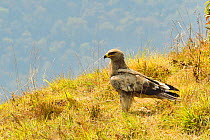 Steppe eagle (Aquila nipalensis) juvenile, south of Annapurna Mountains, Nepal