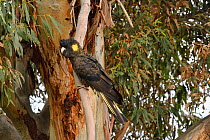 Yellow-tailed black cockatoo (Calyptorhynchus funereus) Tasmania, Australia