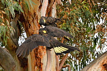 Yellow-tailed black cockatoo (Calyptorhynchus funereus) adult feeding large chick, Tasmania, Australia