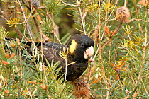 Yellow-tailed black cockatoo (Calyptorhynchus funereus), Tasmania, Australia