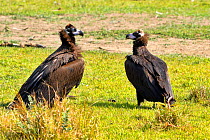 Black vulture (Aegypius monachus) near Chitwan National Park, Nepal