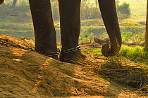 Domestic Asiatic elephant (Elephas maximus) chained in government elephant stables. Near Sauraha village, just outside Chitwan National Park, Nepal